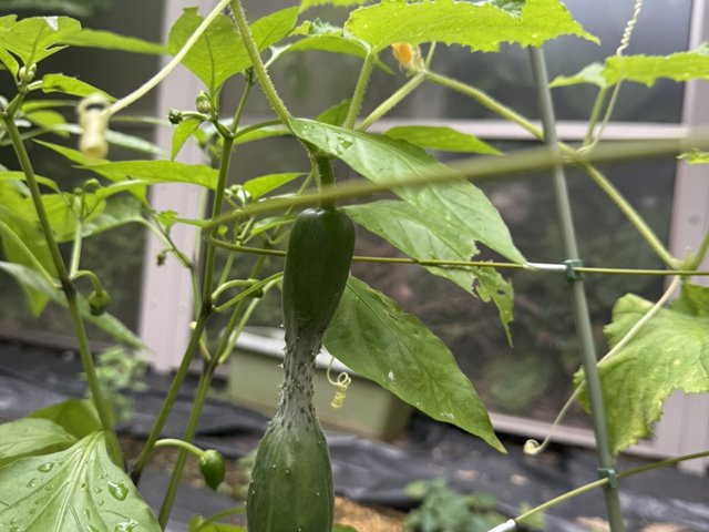 栽培活動で育てたきゅうり